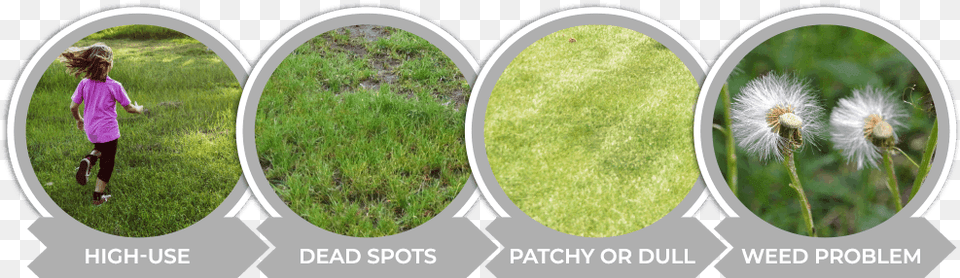 Signs That It Is Time To Overseed Your Colorado Lawn Moss, Grass, Plant, Person, Flower Png Image