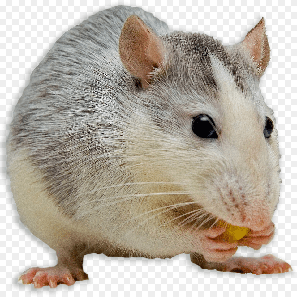Signs You May Have Mice Mouse Pets, Animal, Mammal, Rat, Rodent Free Png