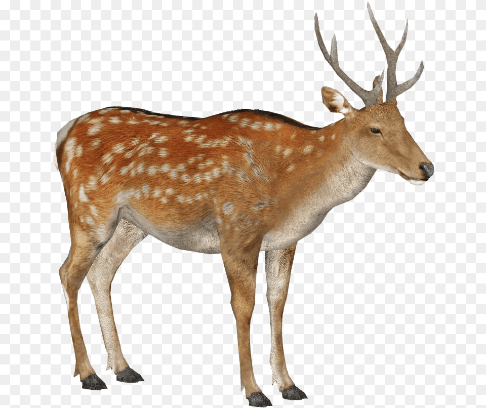 Sika Deer Male Summer 3 Male Sika Deer, Animal, Antelope, Mammal, Wildlife Free Transparent Png