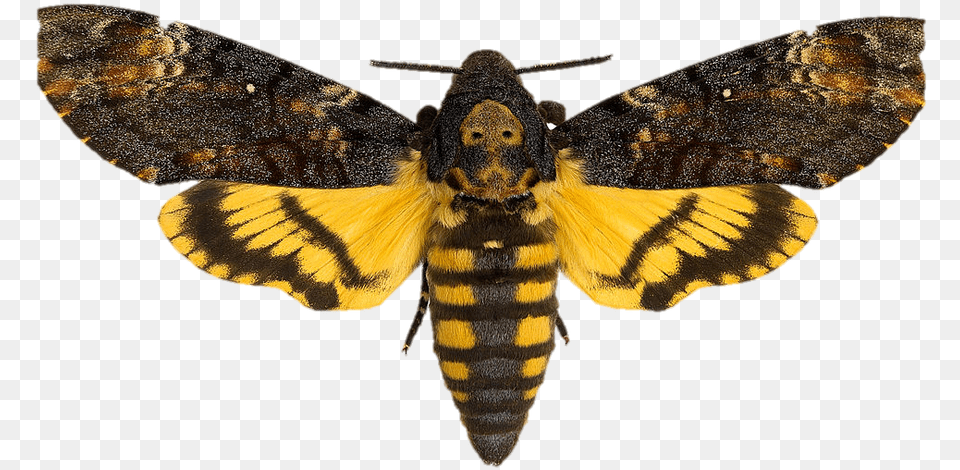 Silence Of The Lambs Death39s Head Moth, Animal, Insect, Invertebrate, Butterfly Free Transparent Png