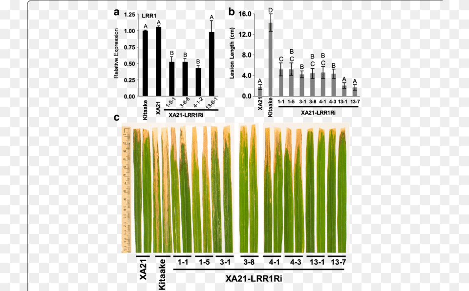 Silencing Of Lrr1 In The Xa21 Genetic Background Enhances Musical Composition, Grass, Plant Free Transparent Png