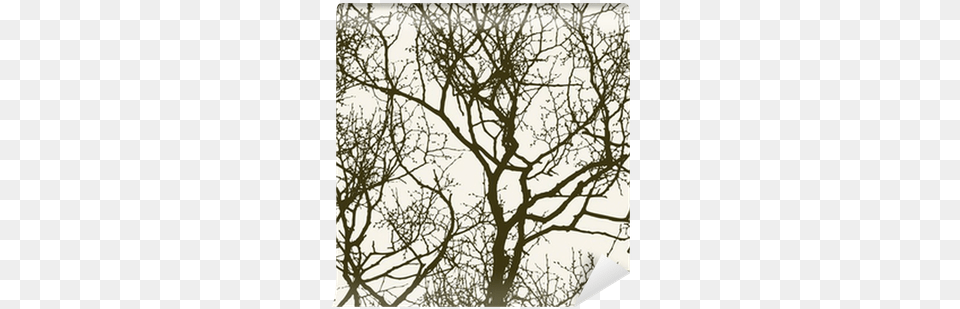 Silhouette, Oak, Plant, Tree, Sycamore Free Png Download