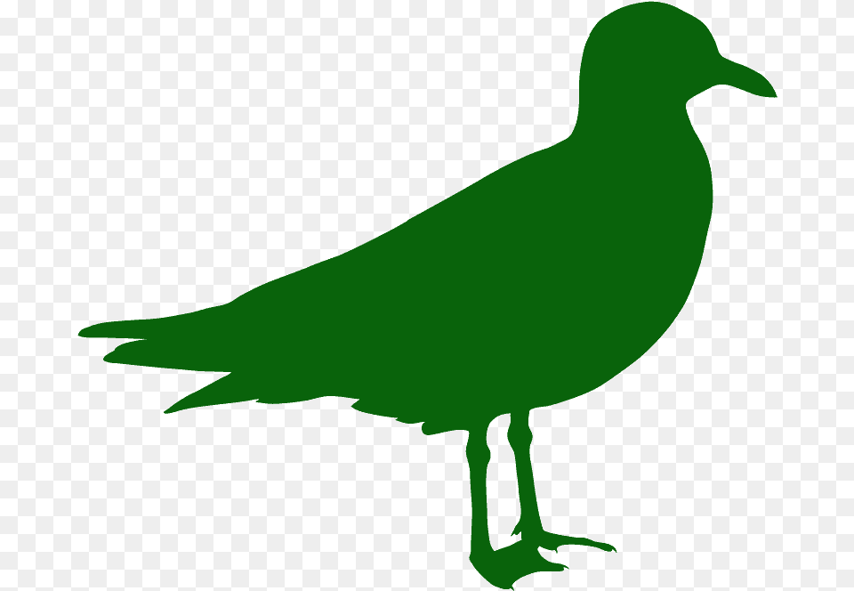 Silhouette, Animal, Bird, Seagull, Waterfowl Free Transparent Png