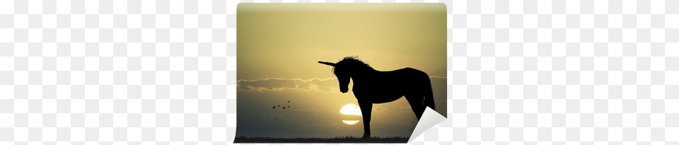 Silhouette, Animal, Horse, Mammal, Stallion Png