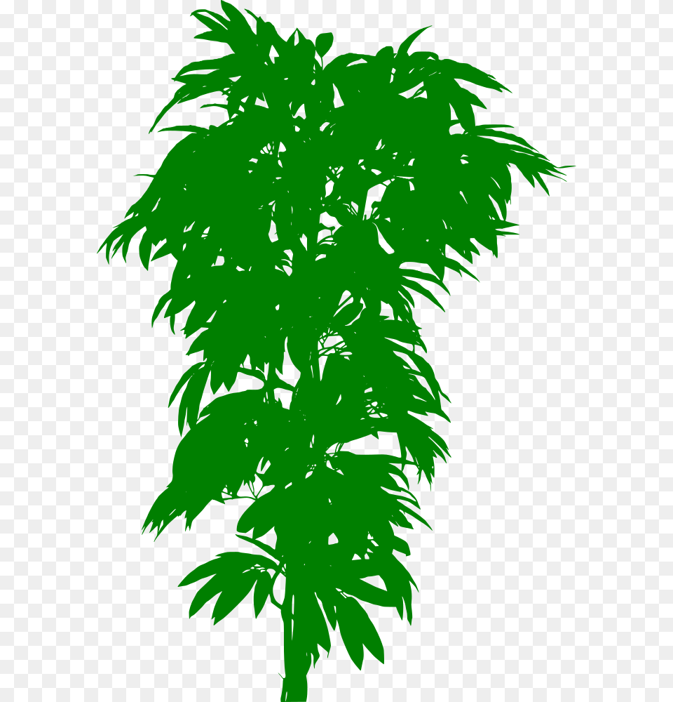 Silhouette Arbre Manguier En Pot, Green, Leaf, Plant, Person Free Png Download