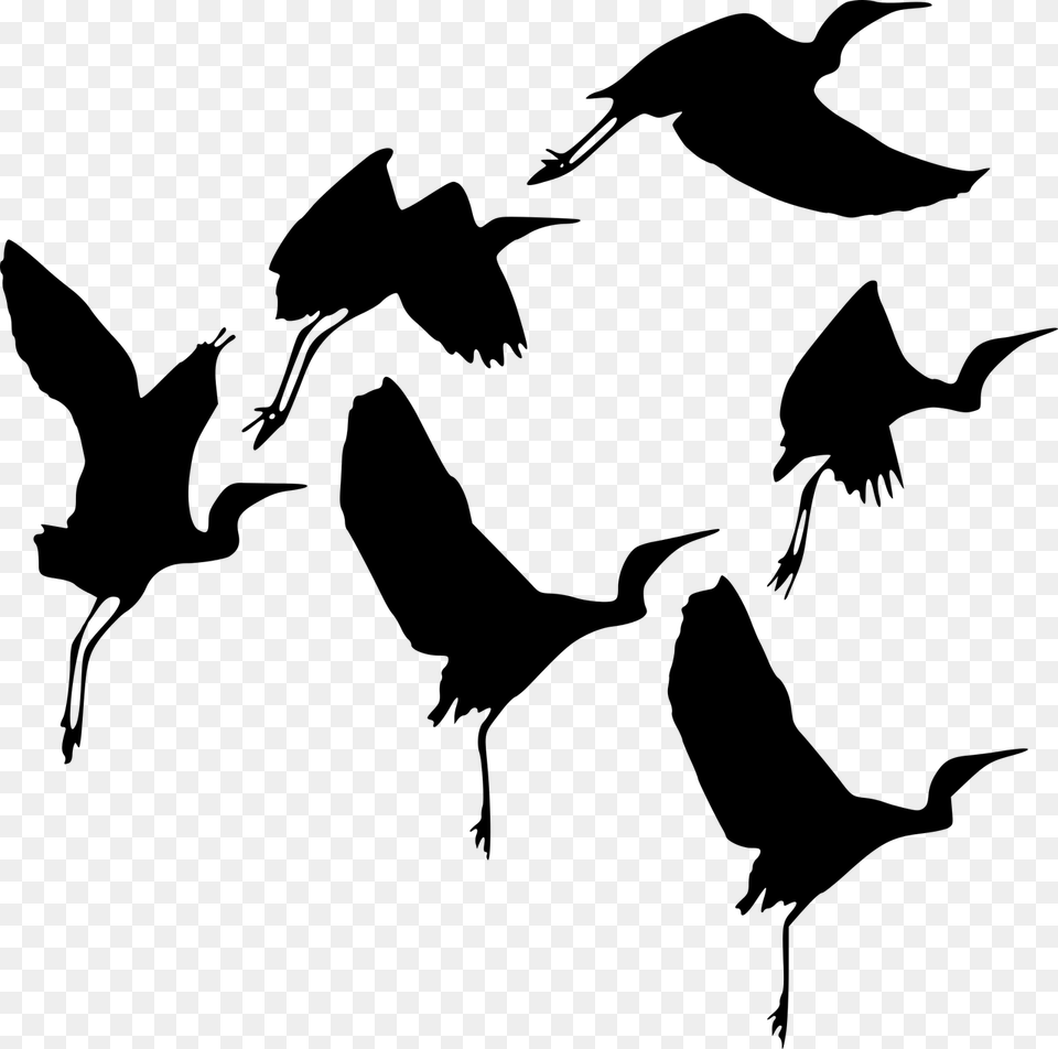 Silhouette Bird Fly Photo Burung, Gray Png Image