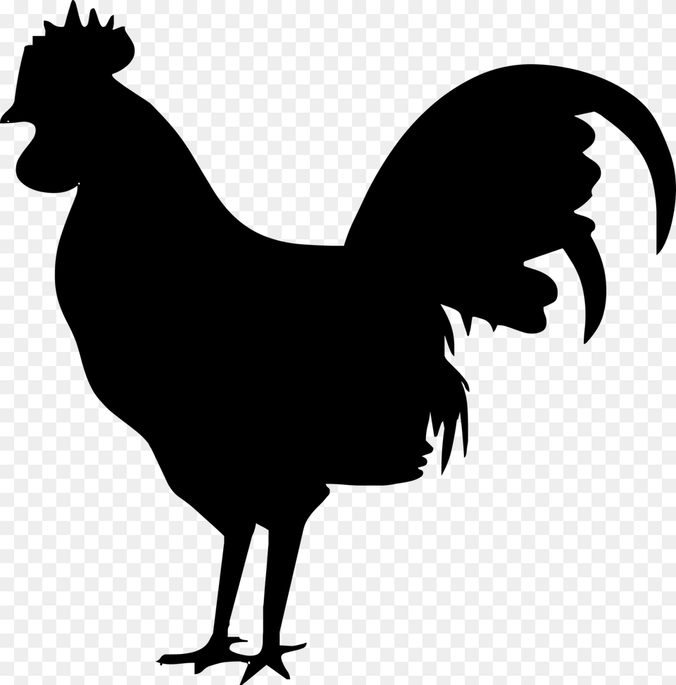 Silhouette Bird Nature Dark Chicken Rooster Icon, Gray Png