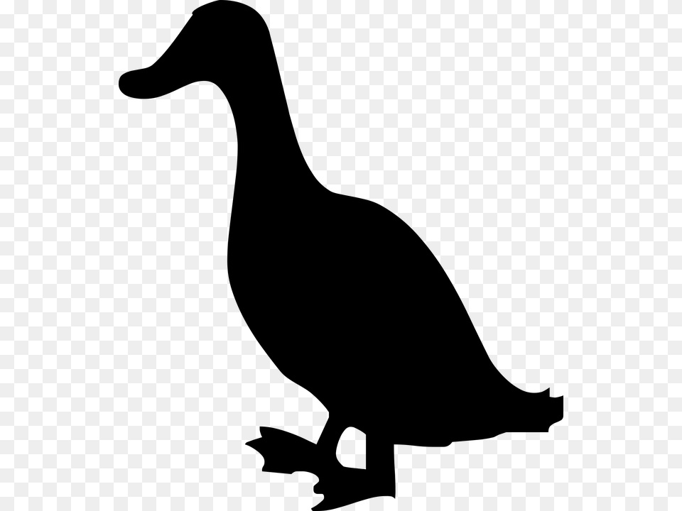 Silhouette Bird Nature Dark Duck Canard Gras, Gray Png