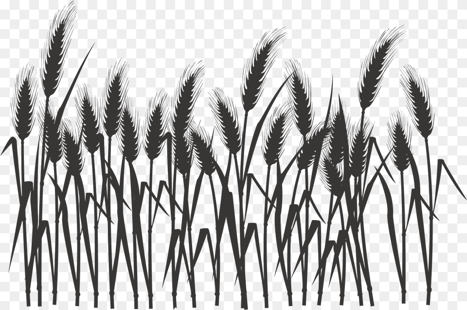 Silhouette Black And White Wheat Field Silhouette, Plant, Reed, Grass, Animal Free Png