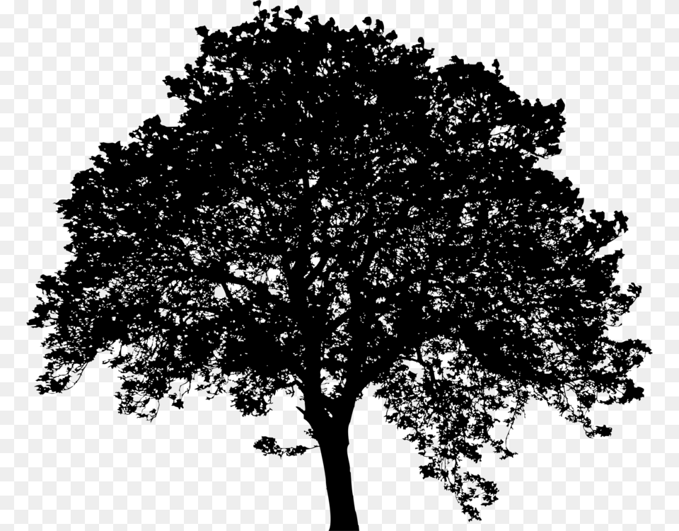 Silhouette Black Leaf Sky Plc Leafy Tree Silhouette, Gray Png Image