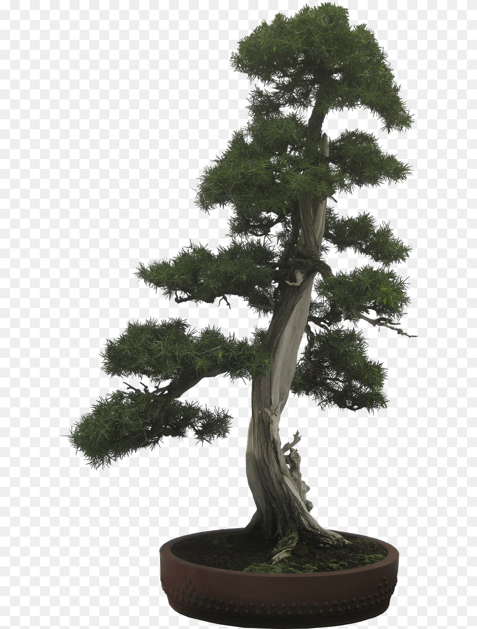 Silhouette Bonsai Tree Clipart, Plant, Potted Plant, Conifer Free Transparent Png