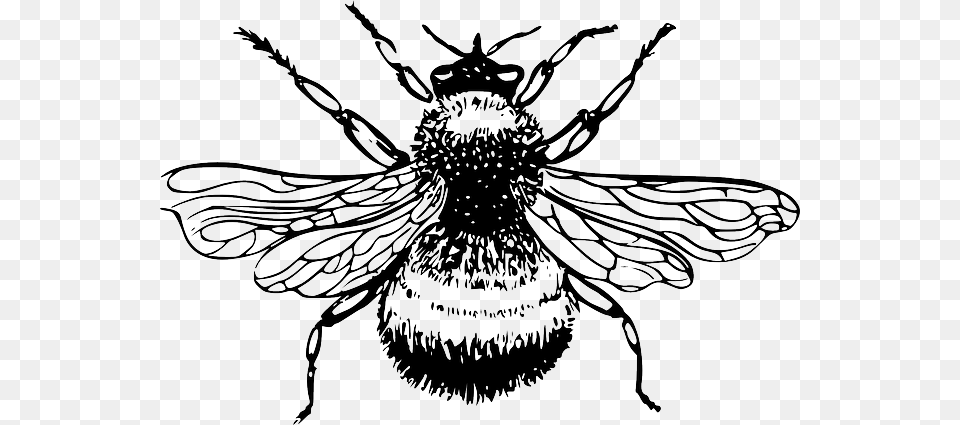 Silhouette Cartoon Bee Bumblebee Insect Bumble Bumble Bee Black And White, Animal, Invertebrate, Honey Bee, Apidae Png Image