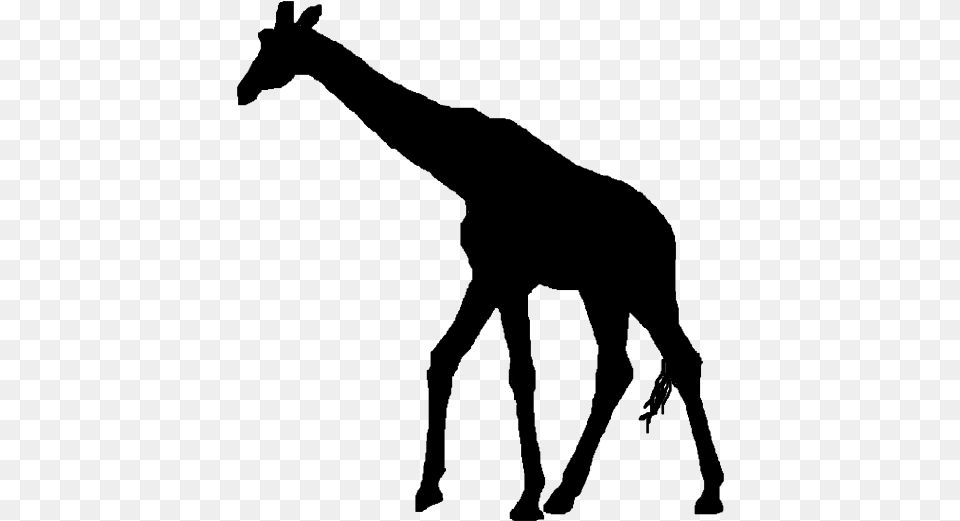 Silhouette Clip Art Giraffe Silhouette No Background, Gray Png Image