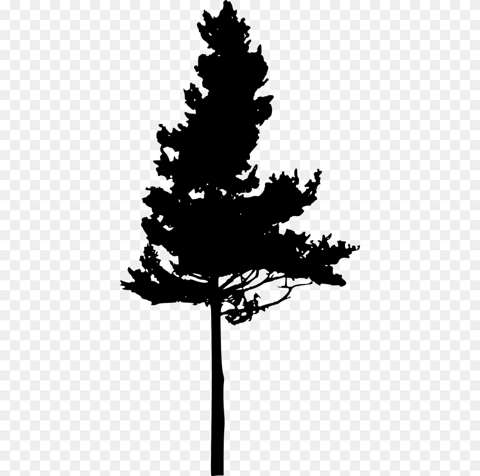 Silhouette Eastern White Pine Pinus Nigra Tree Eastern White Pine Silhouette, Gray Png Image