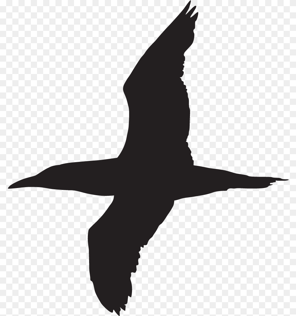 Silhouette Gannet Bird, Animal, Flying, Beak, Person Free Png