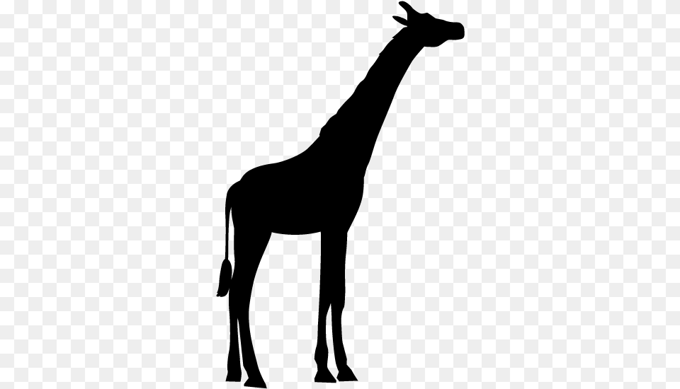 Silhouette Giraffe Clipart Black And White, Gray Png