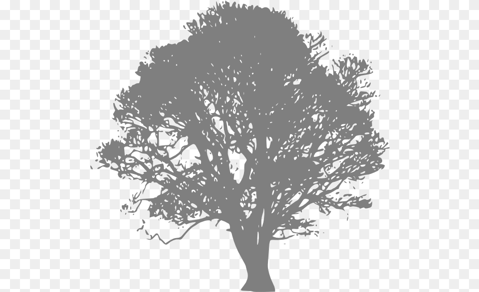Silhouette Grey Tree Burial Of The Rats Bram Stoker, Oak, Plant, Art, Drawing Free Png Download
