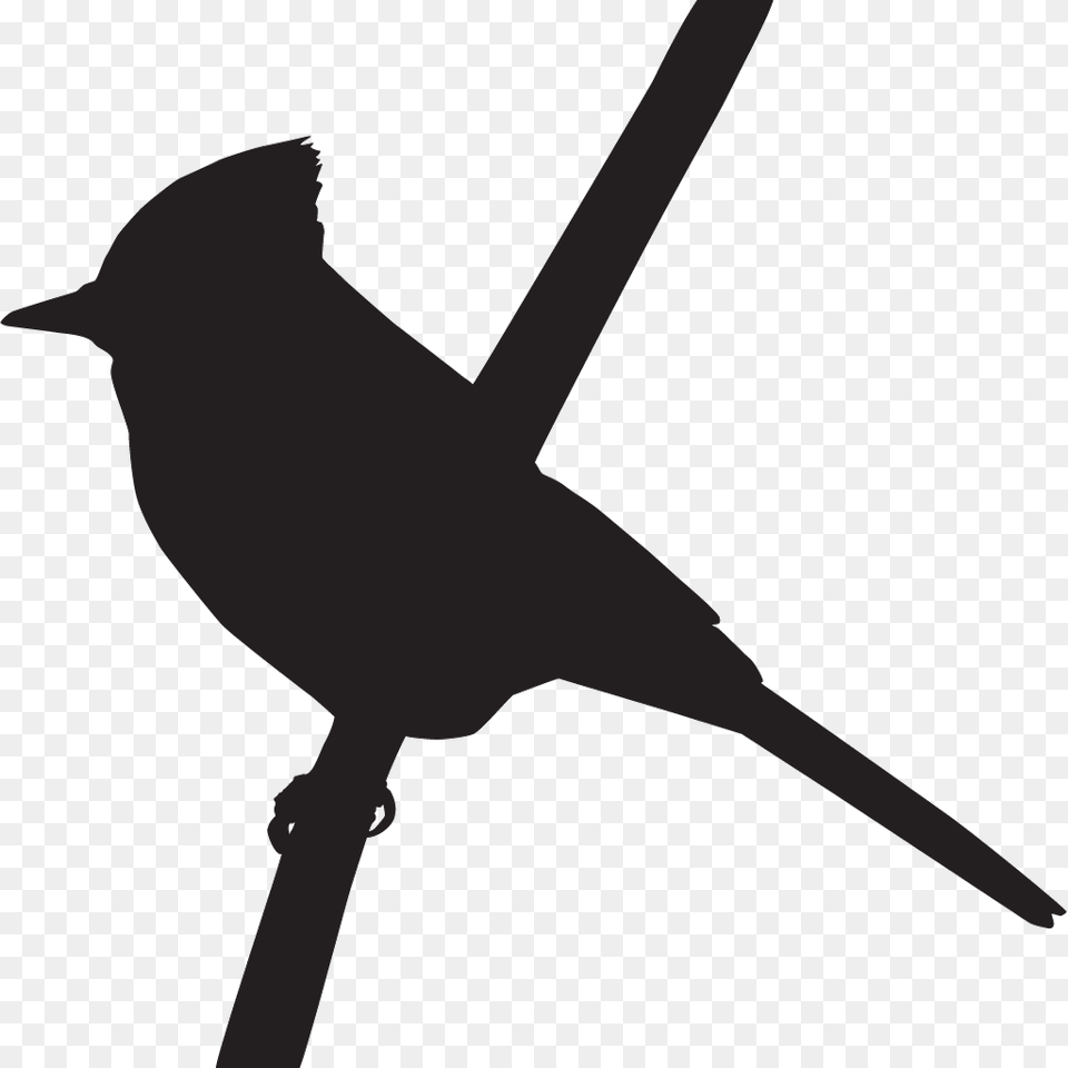 Silhouette Of A Blue Jay, Animal, Bird Free Png
