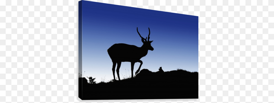 Silhouette Of A Deer Standing On A Hilltop At Dusk Posterazzi Silhouette Of A Deer Standing, Animal, Antelope, Mammal, Wildlife Free Transparent Png