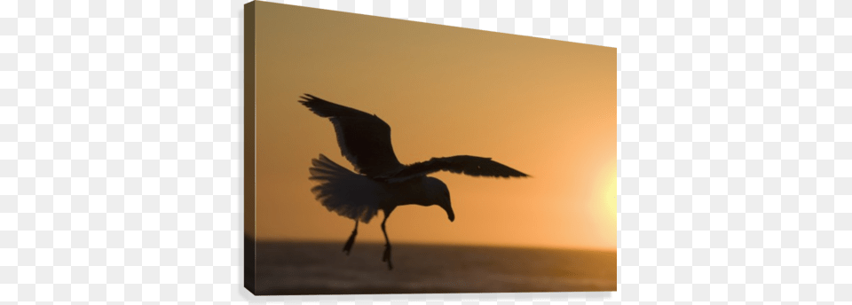 Silhouette Of A Seagull In Flight At Sunset Seabird, Animal, Bird, Flying, Sky Png