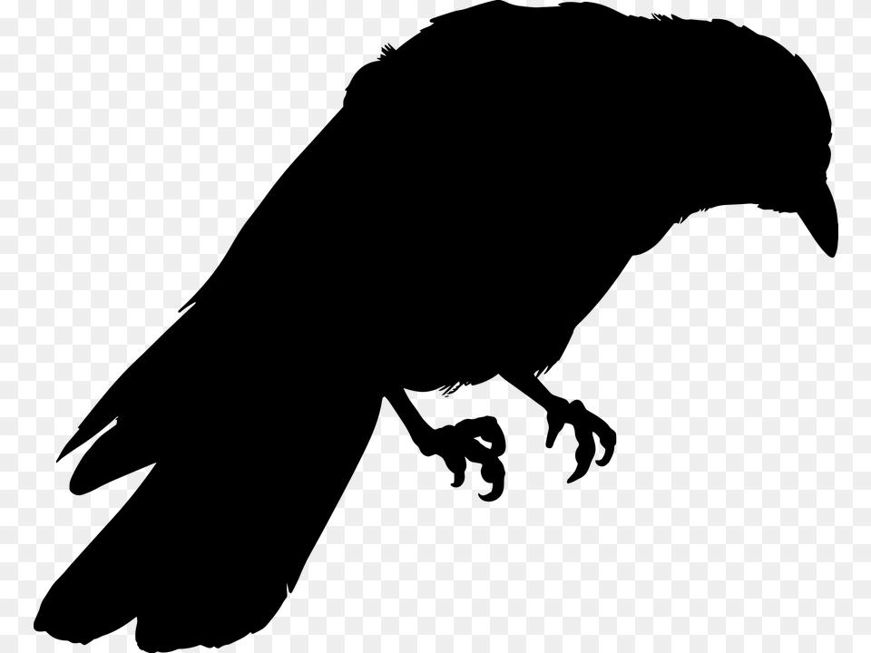 Silhouette Of Crow, Gray Free Transparent Png