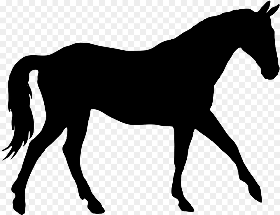 Silhouette Of Elegant Horse Trotting Horse Silhouette, Animal, Colt Horse, Mammal, Person Free Png Download