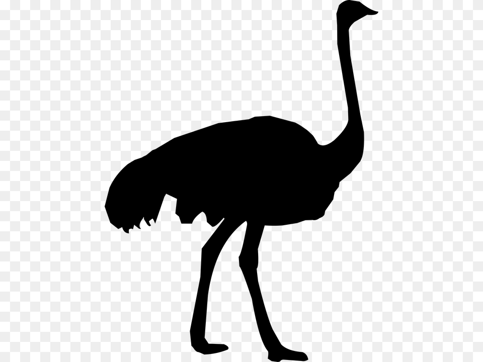 Silhouette Ostrich Zoo Feather Fauna Fowl Ostrich Silhouette, Gray Png Image