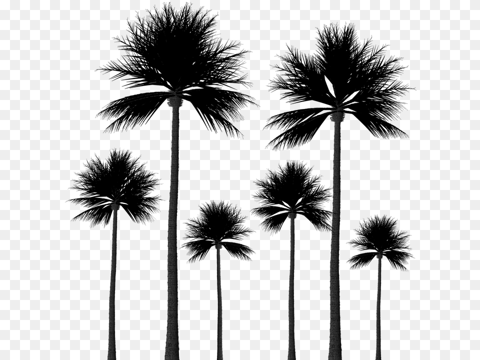 Silhouette Palm Trees Tree Silhouette Scrapbook Palm Trees Background Png