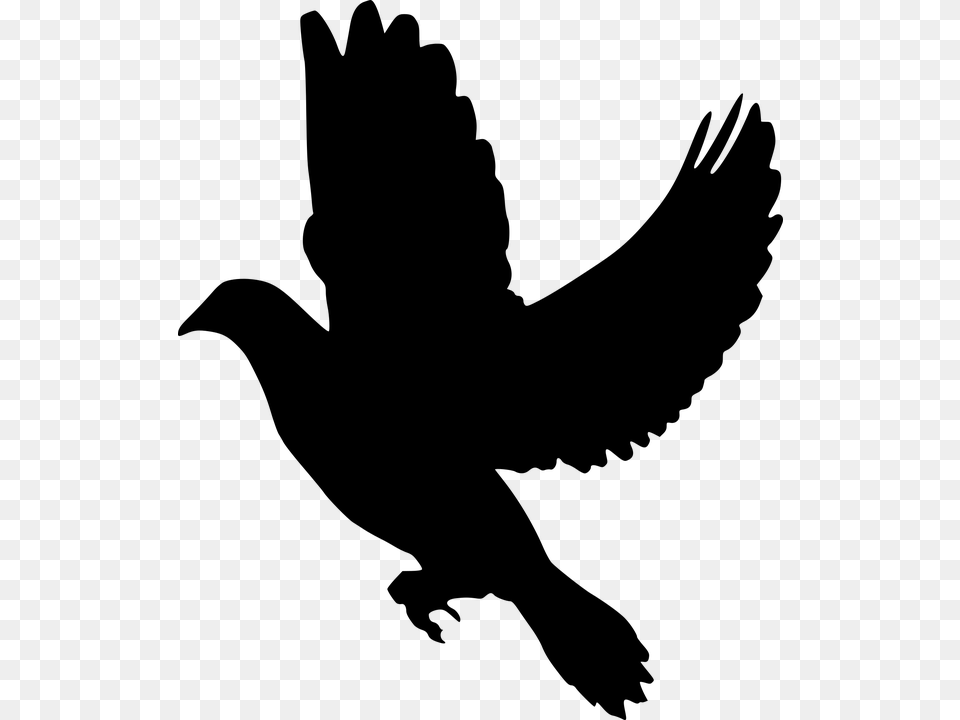 Silhouette Peace Dove Flying Olive Branch Symbol Black Dove, Gray Free Png