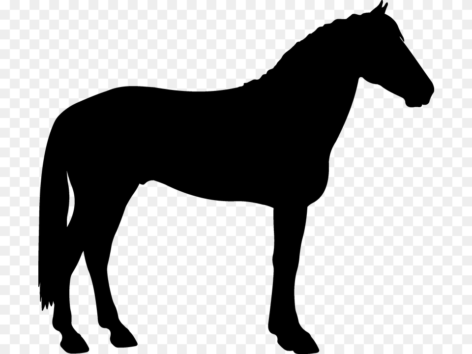 Silhouette Saddle Horse Black Horse One Leg Up, Gray Png Image