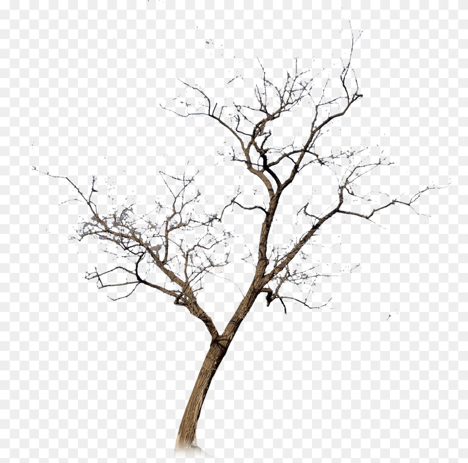 Silhouette Tree No Leaves, Plant, Outdoors, Potted Plant, Nature Png Image