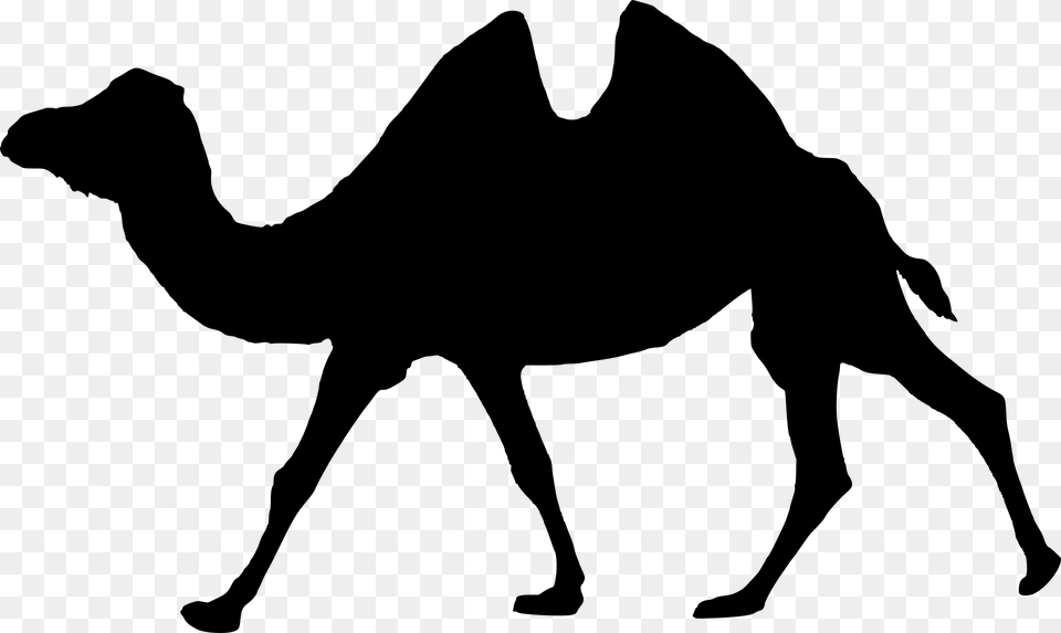 Silhouette Walking Camel Isolated Animal Wildlife Camel Humpback, Gray Free Png