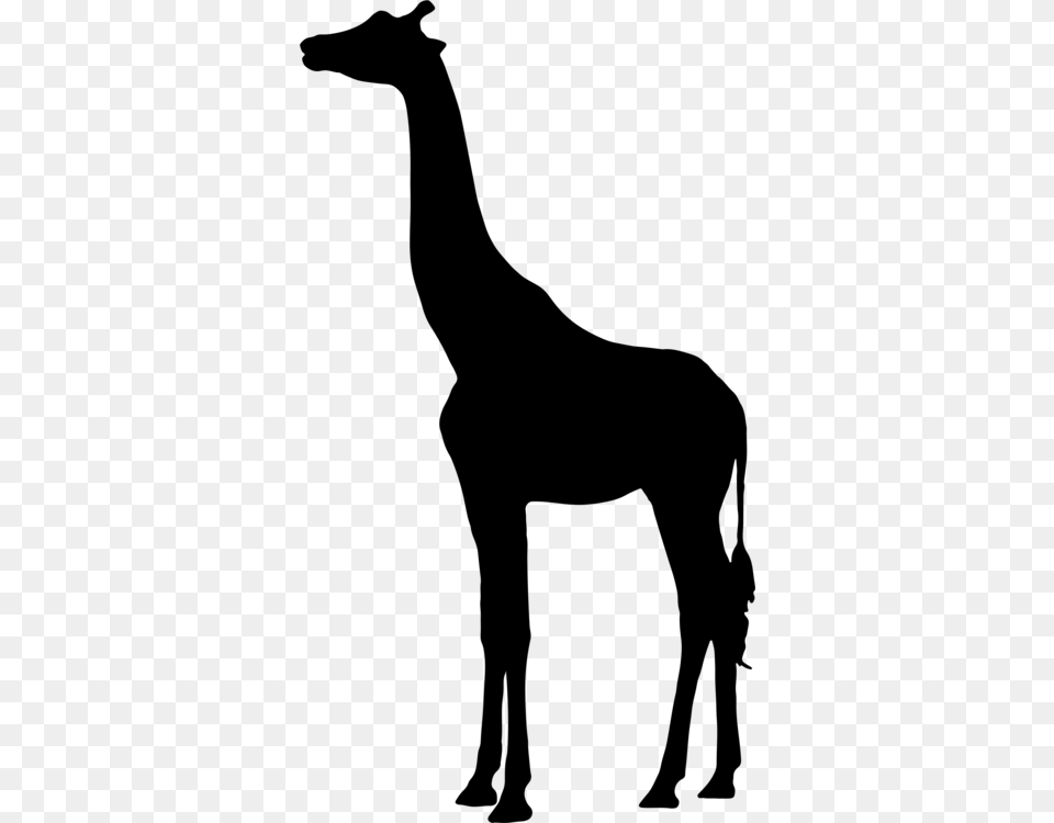 Silhouette West African Giraffe Northern Giraffe Mammal, Gray Png