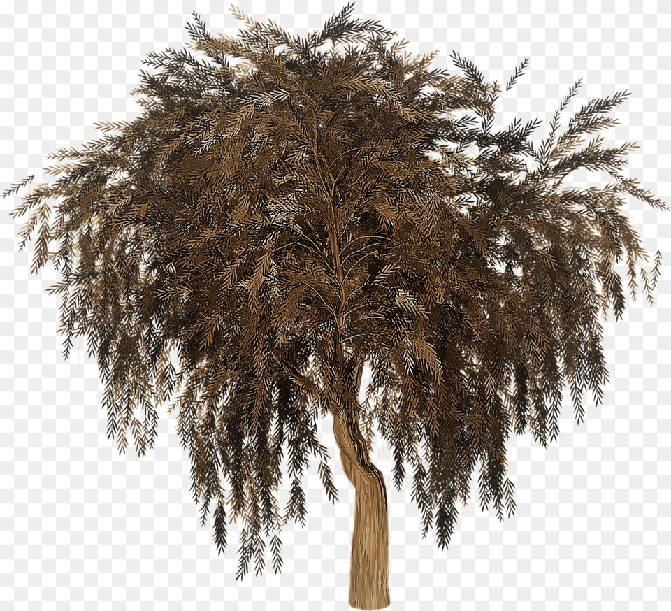 Silhouette Willow Tree, Plant, Chandelier, Lamp, Tree Trunk Free Transparent Png