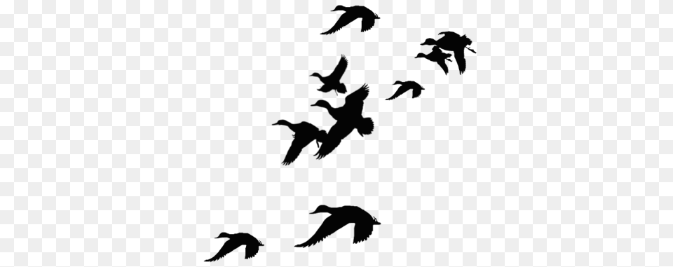 Silhouette Wiring Diagram Wiring Source Door Sensor Clip Art, Animal, Bird, Flying, Flock Png Image