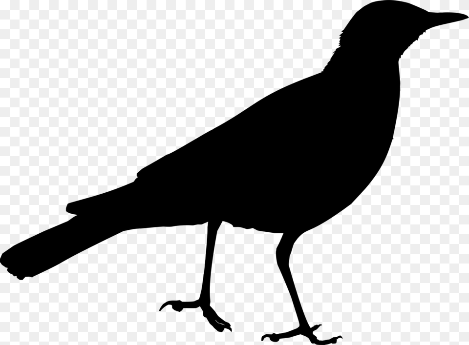 Silhouettemonochrome Photographycrow Clip Art, Gray Png Image
