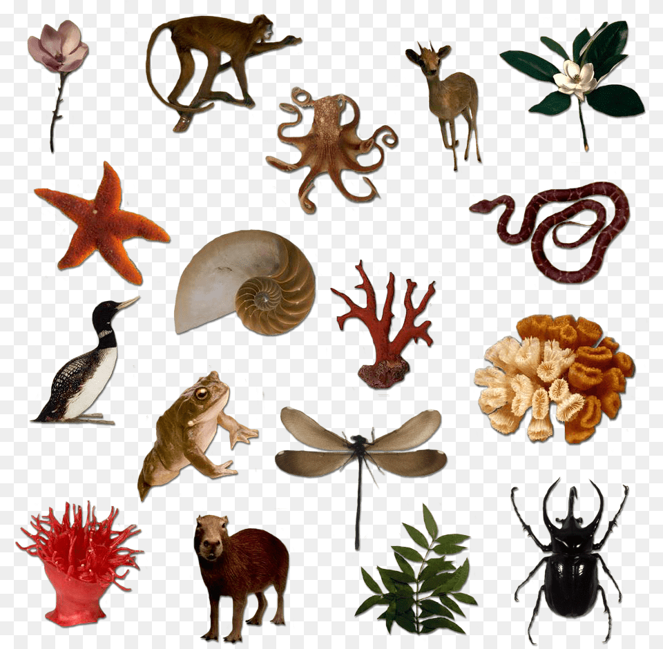 Silhouettes Of Many Living Things Biodiversity Animals, Animal, Mammal, Wildlife, Antelope Free Png