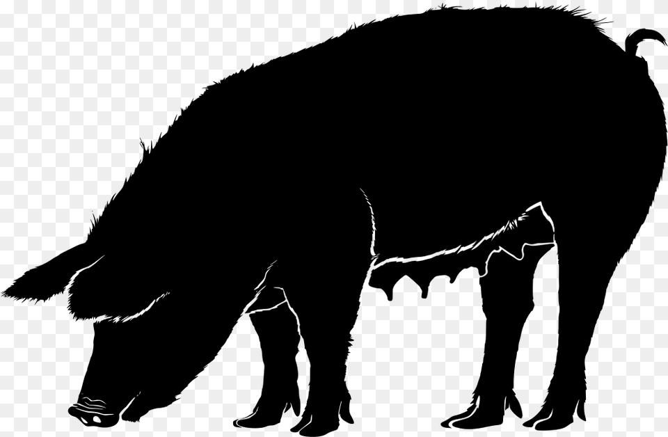 Silhouettes Of Pig, Gray Png