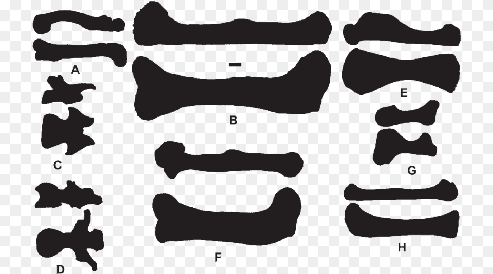 Silhouettes Of Various Bones In Dorsal And Lateral Silhouette, Person, Face, Head Free Png