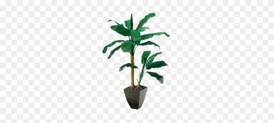 Silk Double Banana Tree For Rent Brook Furniture Rental, Leaf, Palm Tree, Plant, Potted Plant Png Image