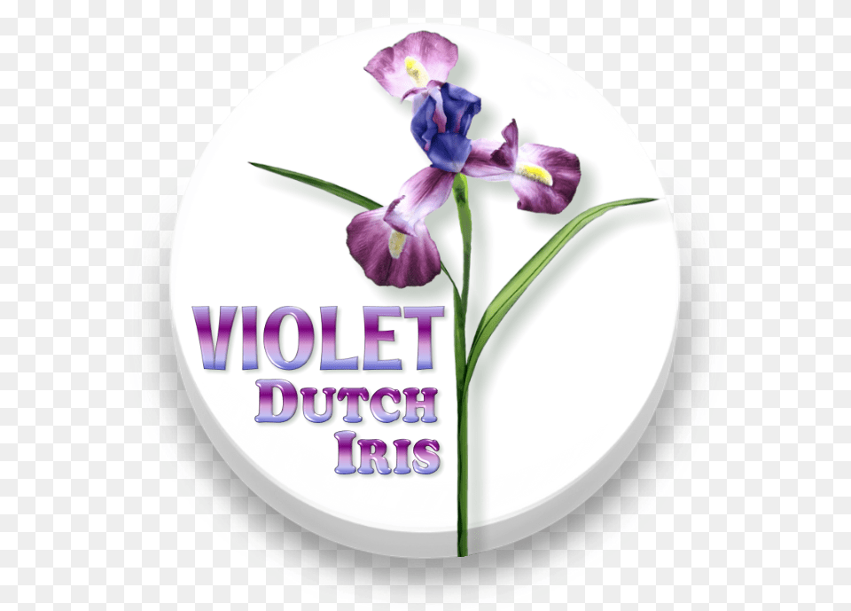 Silk Dutch Iris 29 Stem Artificial Flower Spray White Algerian Iris, Plant, Petal, Purple, Plate Png Image