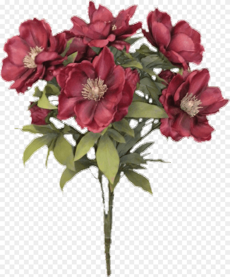 Silk Magnolia Bush Buchet De Trandafiri, Anemone, Plant, Geranium, Flower Bouquet Free Transparent Png
