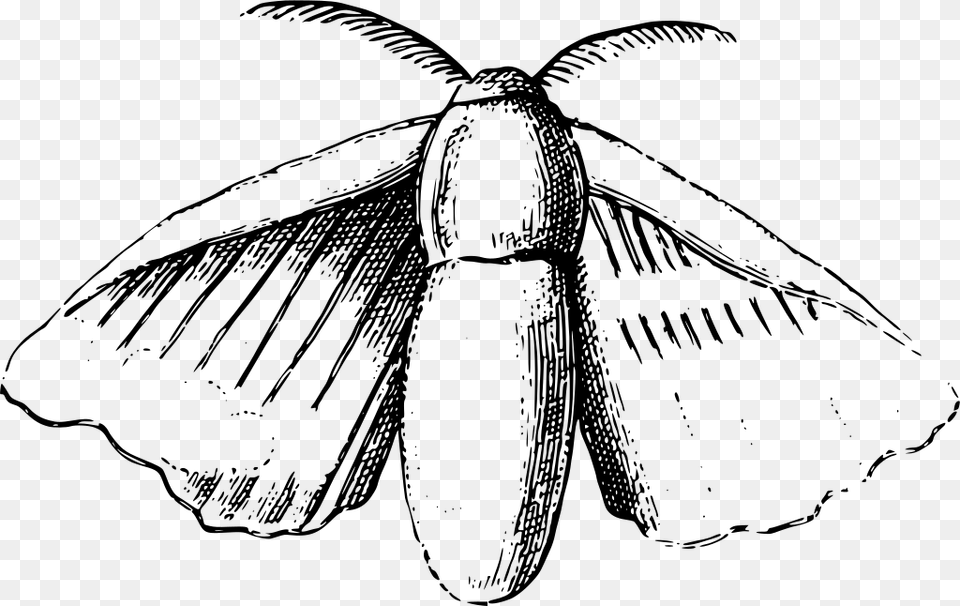 Silk Moth Drawing, Gray Png Image
