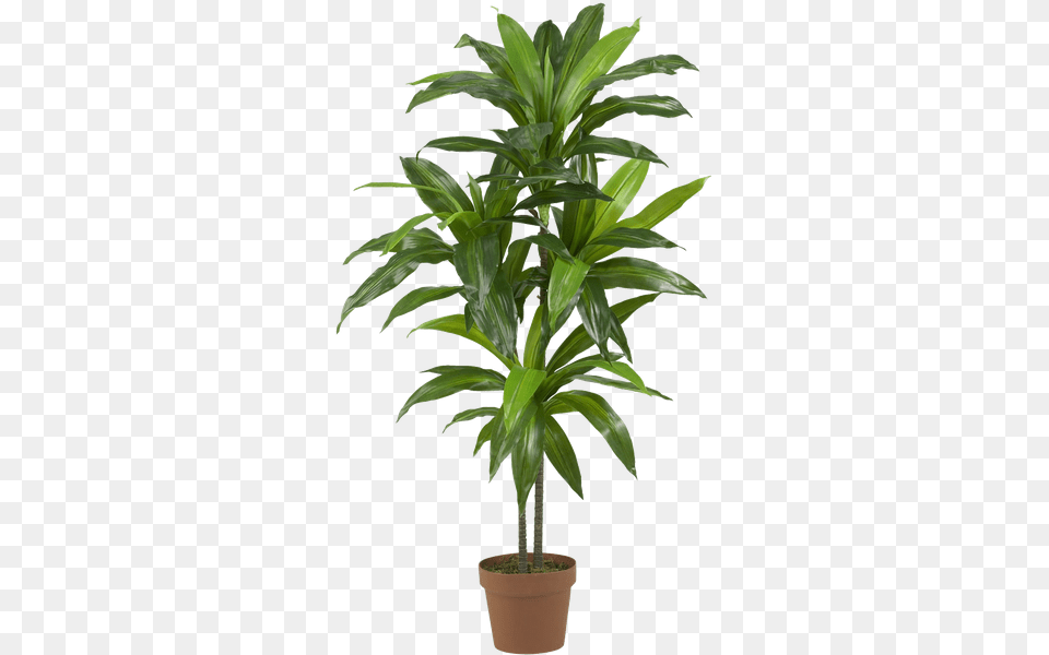 Silk Plant, Leaf, Palm Tree, Potted Plant, Tree Png