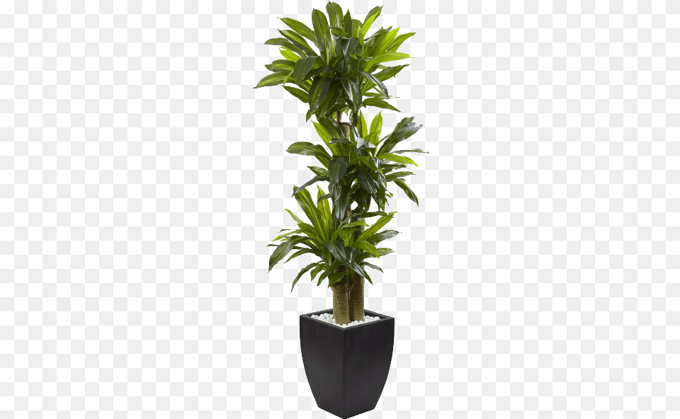 Silk Plant, Jar, Leaf, Palm Tree, Planter Free Transparent Png