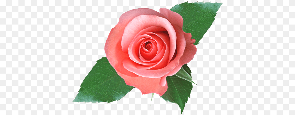 Silk Rose Body, Flower, Plant Png Image