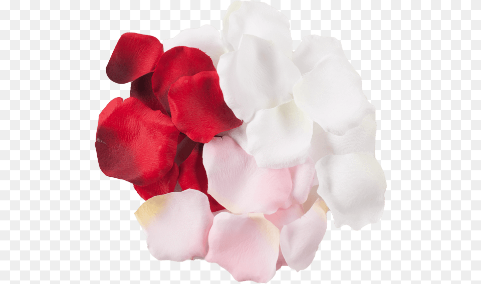 Silk Rose Petals Gift Set Artificial Flower, Geranium, Petal, Plant Png
