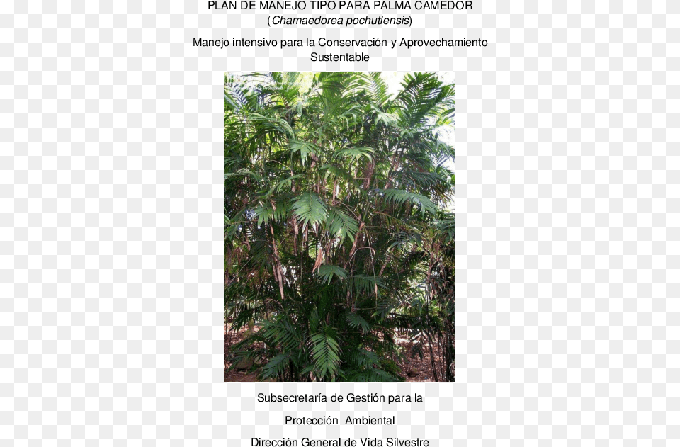 Silk Tree, Vegetation, Rainforest, Plant, Outdoors Png Image