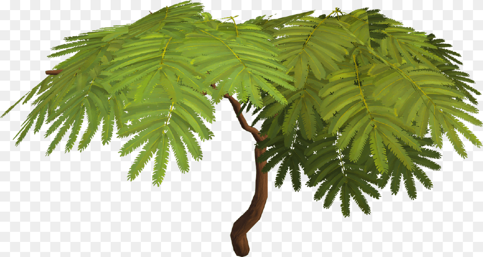 Silk Tree, Leaf, Plant, Flower, Vegetation Png