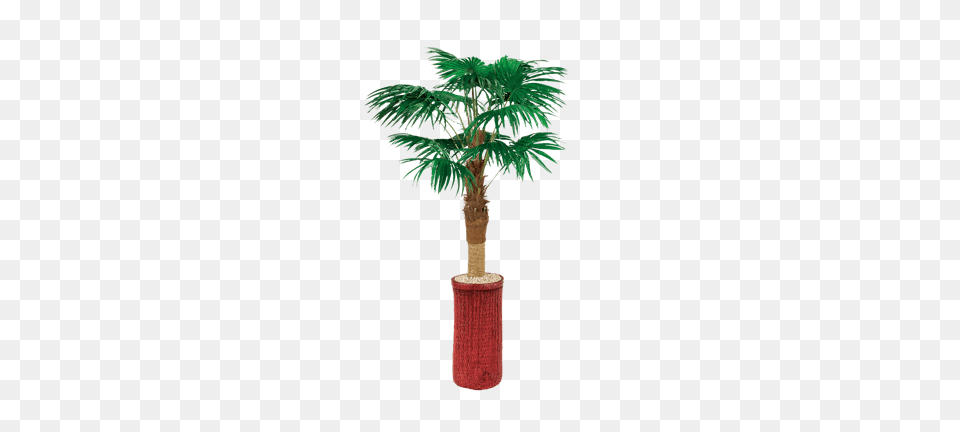 Silk Trees For Rent Home Office Furniture Rental Brook, Palm Tree, Plant, Tree Png Image